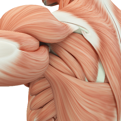 A Picture of the Human Muscular System