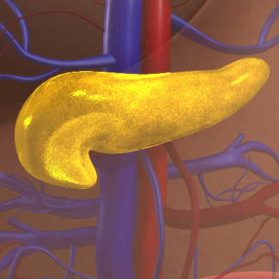 A Picture the Human Pancreas