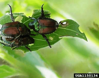 A picture of two japanese beetles on a leaf