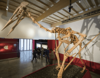 A Pterodactyl Museum Exhibit of the Largest Specimen Ever Found