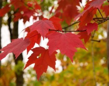 A picture of leaves on a red maple tree in the summer