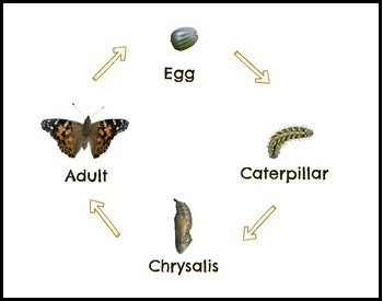 A diagram of the life cycle of a painted lady butterfly