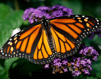 A picture of the monarch butterfly on a flower