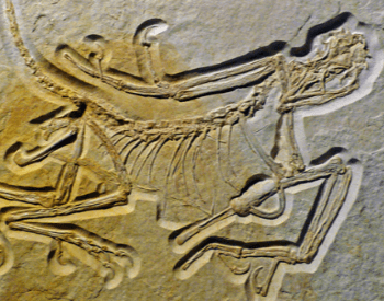 A photo of the oldest discovered Archaeopteryx specimens.