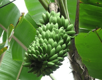 A picture of the Palayam Kodan banana plant