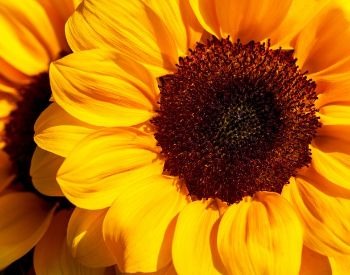 A picture of the petals of a sunflower