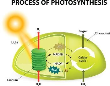The process of photosynthesis for kids