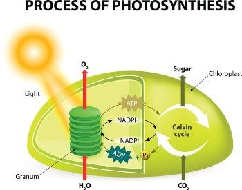 The process of photosynthesis for kids