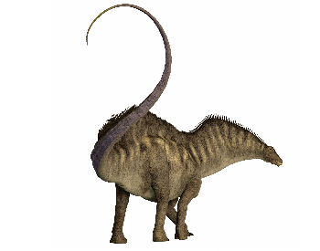 A picture of a Amargasaurus's tail from the back
