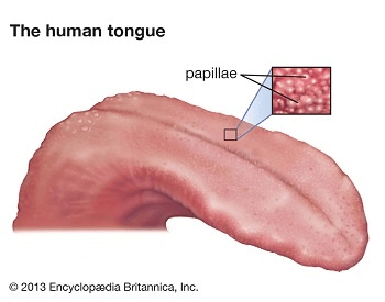 A diagram showing the taste buds on the human tongue