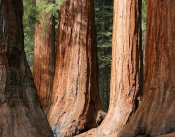 A picture of the trunks of a few giant sequoia trees