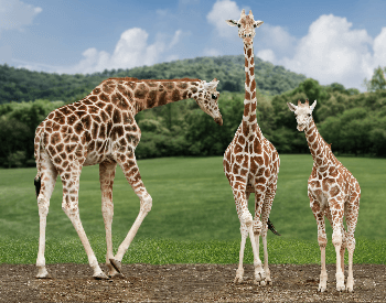 A photo of a group of three giraffes