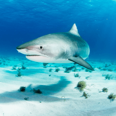 A Picture of a Tiger shark (Galeocerdo cuvier)
