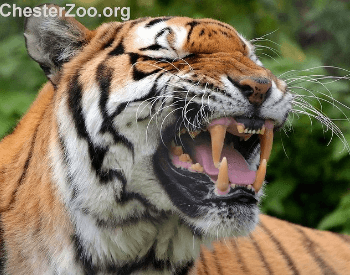 A Tiger Showing its Teeth