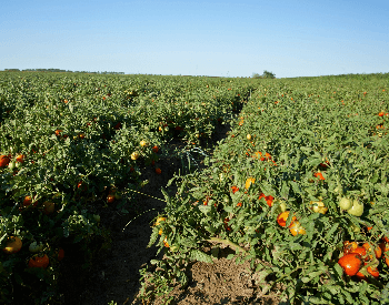 A picture of a tomato field on a farm