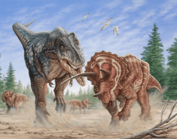 Triceratops Fighting A T Rex