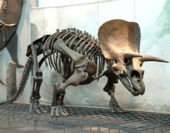 Triceratops Skeleton Exhibit At The Frankfurt Museum In Germany