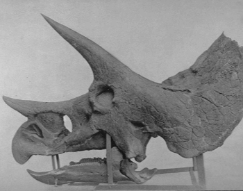 Triceratops Skull