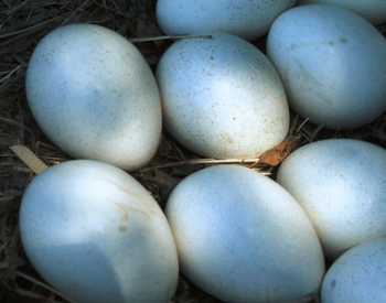 A picture of turkey eggs
