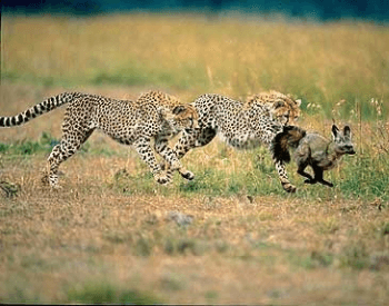 A picture of two cheetahs chasing a fox