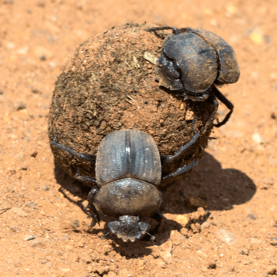 A Picture of Two Dung Beetles