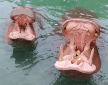 A picture of two hippopotamuses with both of their mouths open