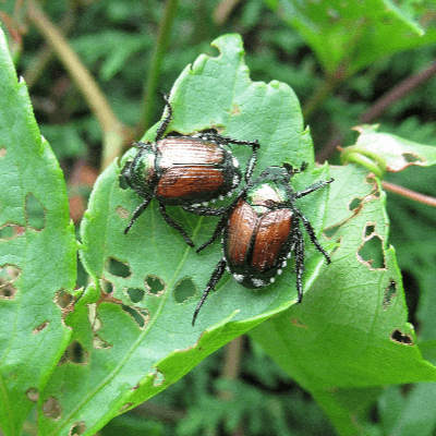 A Picture of Two Japanese Beetles