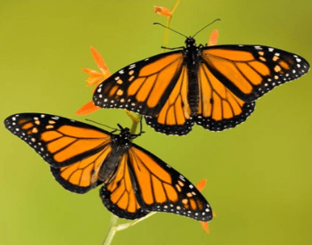 A picture of two monarch butterflies on a plant