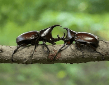 A picture of two rhinoceros beetles fighting