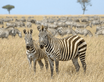 A picture of two zebras from a herd