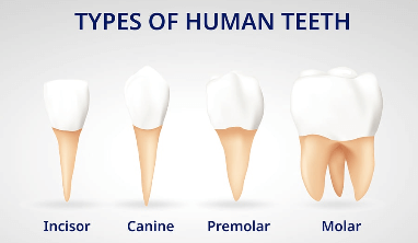 A diagram of the four different types of human teeth