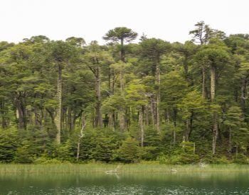 A picture of the Valdivian Temperate Rain Forest in South America