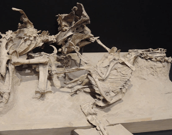 Velociraptor Fighting A Protoceratops