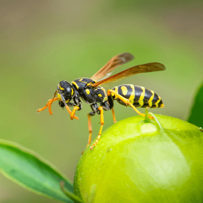 A Picture of a Wasp