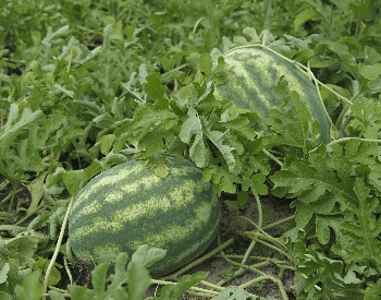 A picture of watermelons in a watermelon field