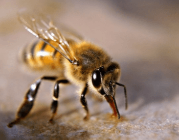 A picture of the western honey bee (Apis mellifera)