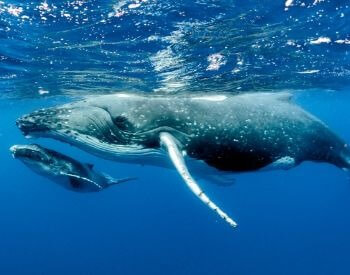 A picture of a whale