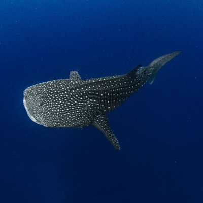 A Picture of a Whale shark (Rhincodon typus)