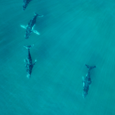 A Picture of Whales