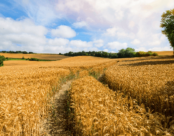 A picture of a wheat field on a farm