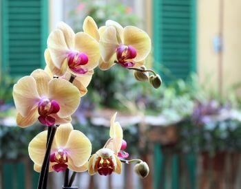 A picture of white orchid flowers