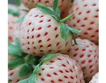 A picture of white strawberries