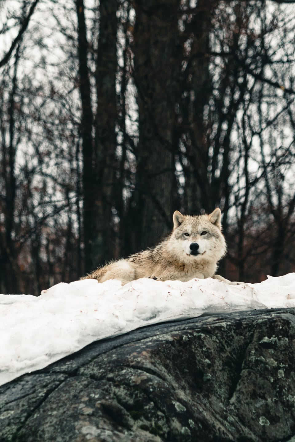 35 Arctic Wolf Facts for Kids