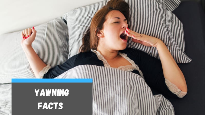 20 Facts About Yawning for School