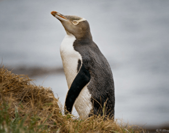 A picture of an Yellow-eyed Penguin (Megadyptes antipodes)