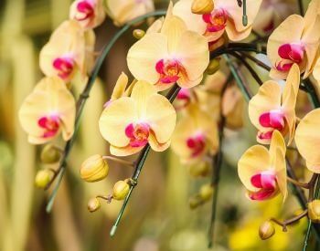 A picture of yellow orchid flowers
