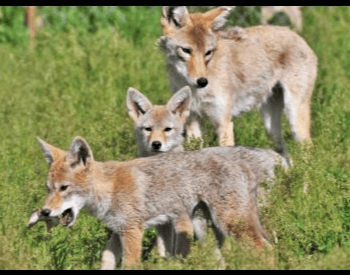 A picture of young coyote pups and their mother